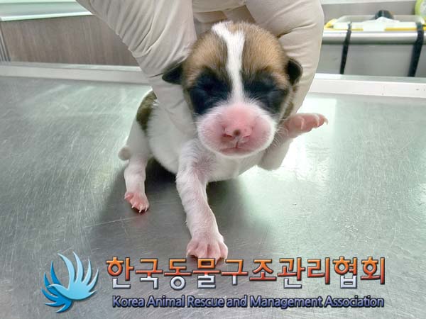 한국동물구조관리협회_441560202400334